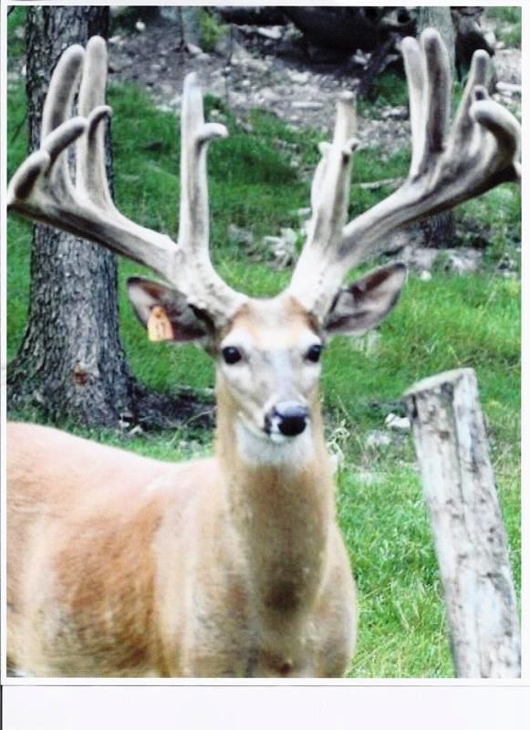Hunt Louisiana whitetail fair chase, Louisiana Bow hunters harvest 160